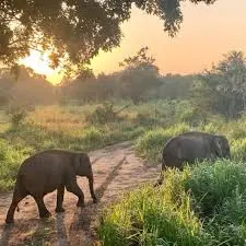 Sunrise Safari